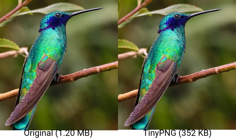 TinyPNG Comparison Optimize Images for WordPress