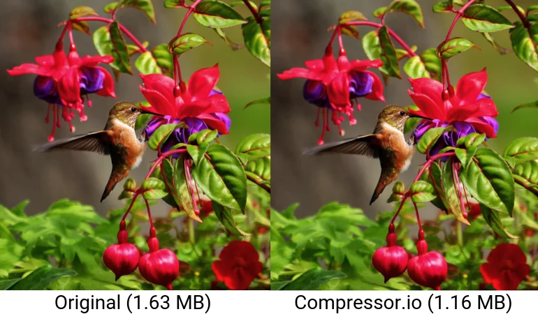 compressor Comparison Optimize Images for WordPress